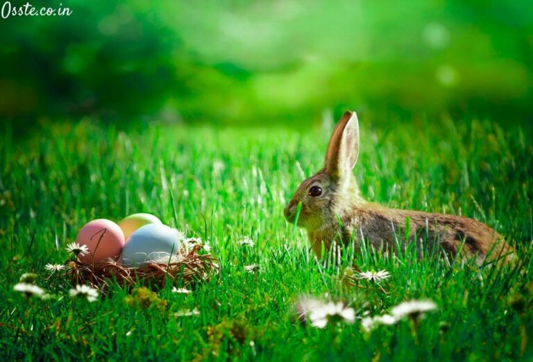 17+ Happy Easter 2024 Pictures, Image, Wallpaper For Fecebook