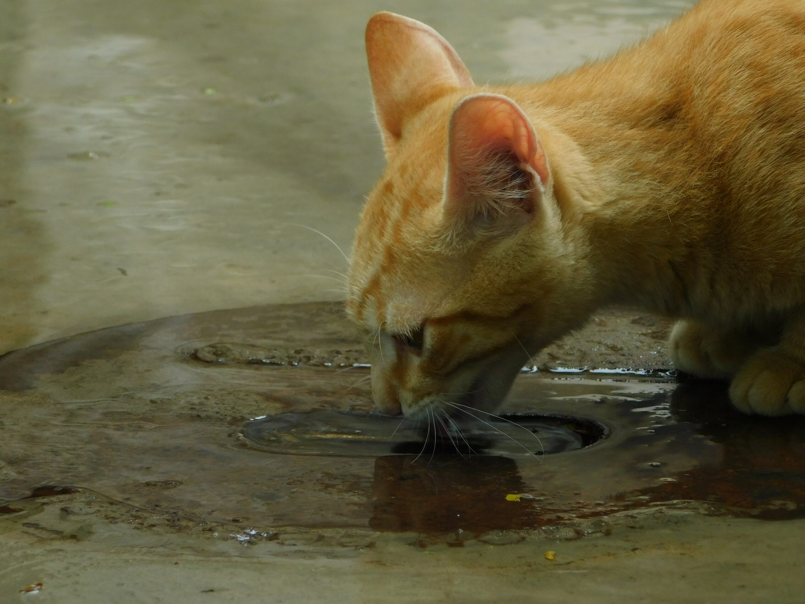 Why Cat'S Water Bowl Is Always Empty